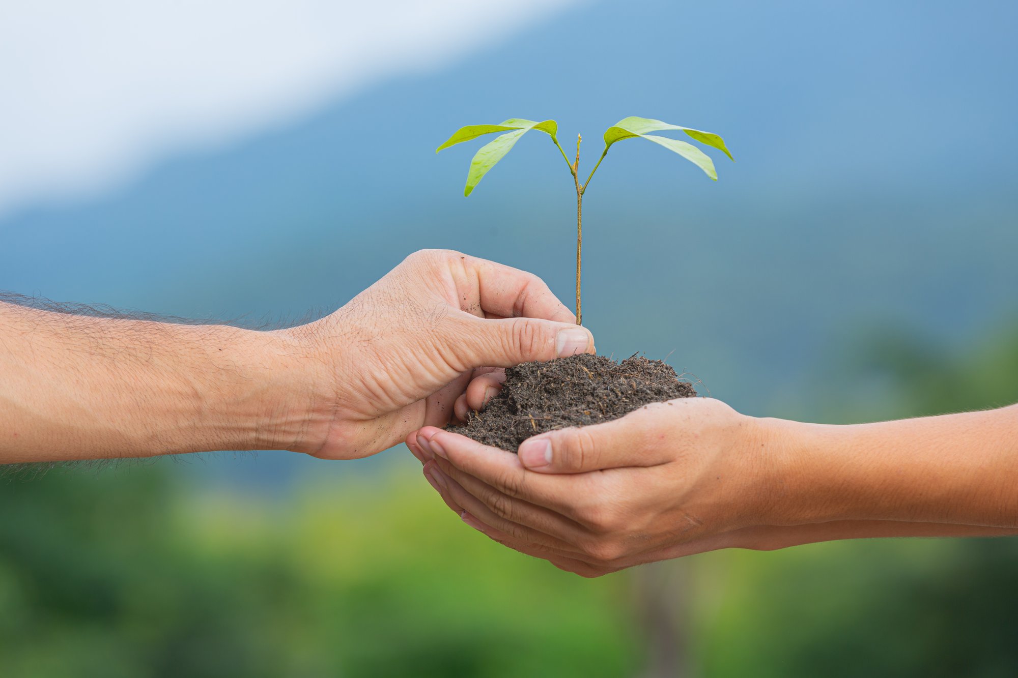 close-up-picture-hand-passing-sapling-plant-another-hand (1)